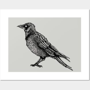 Raven Black And White Horror Gothic Ink Drawing Posters and Art